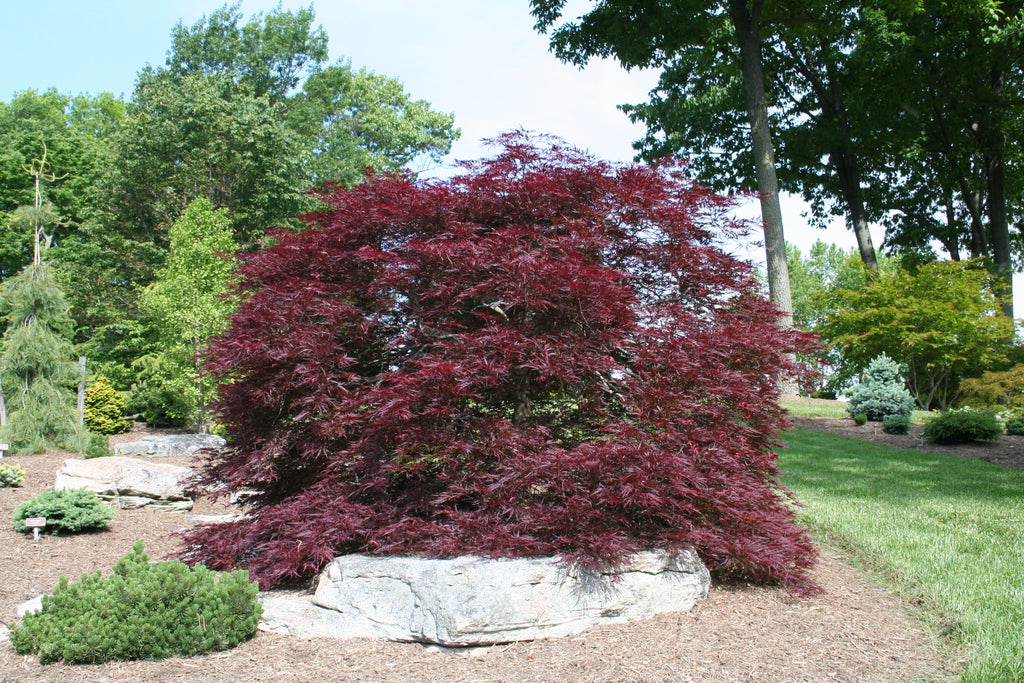 dwarf japanese maple