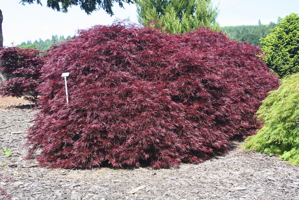 red dragon weeping japanese maple