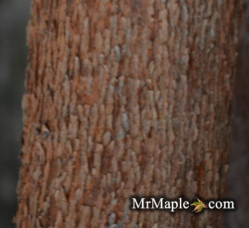 paperbark maple griwing zones