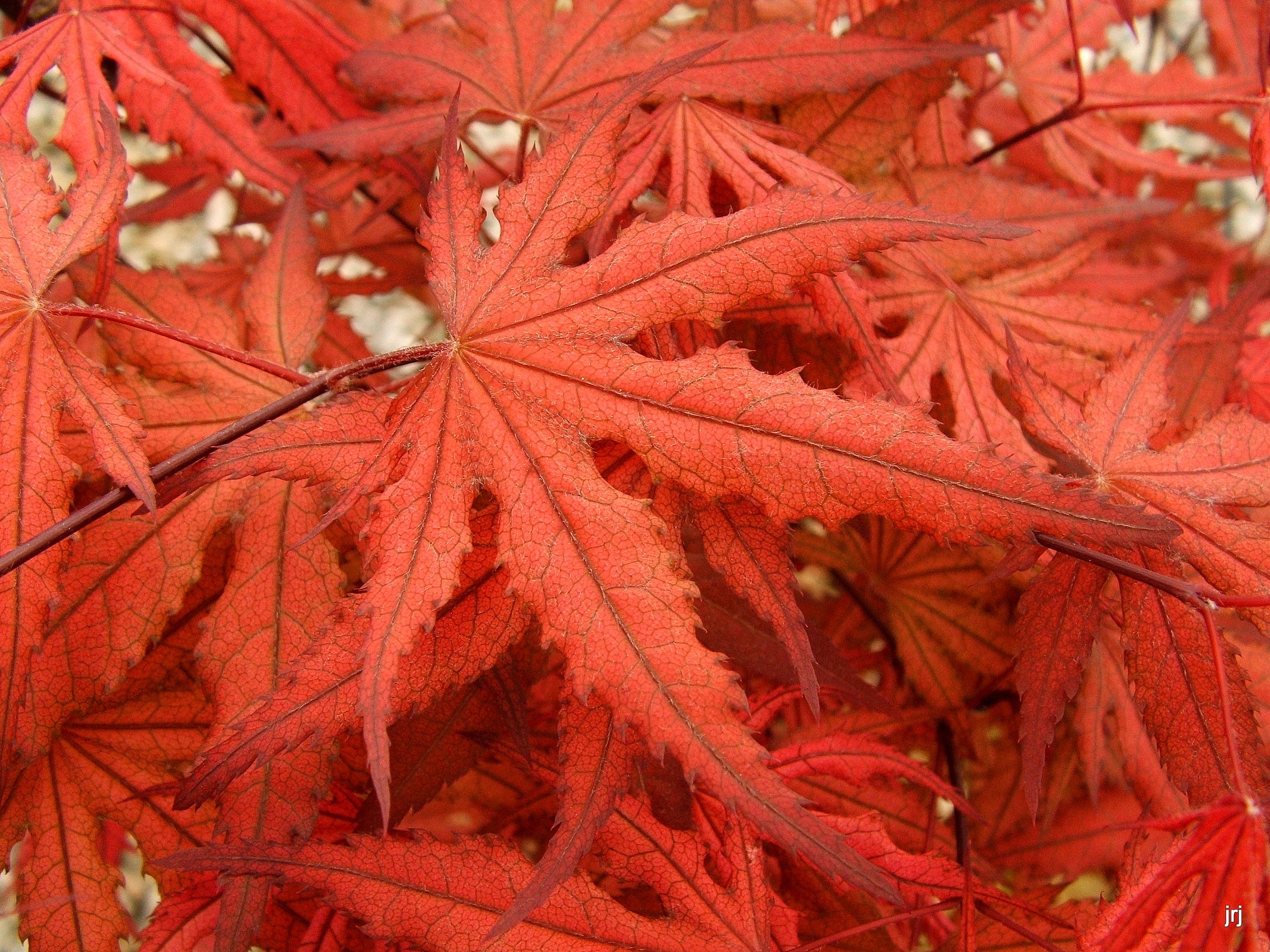 Buy Acer Palmatum Purple Ghost Japanese Maple — Mr Maple │ Buy Japanese Maple Trees 