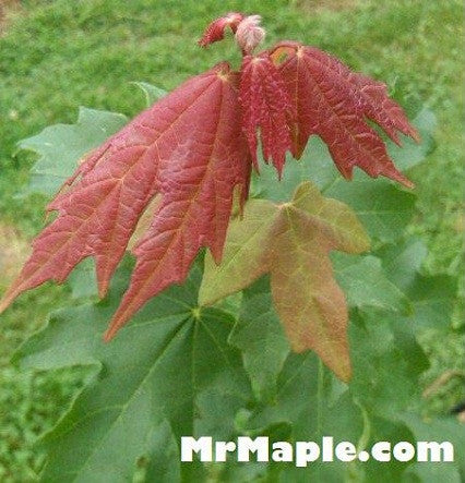 Maple Trees Plants For Sale Save 80 Grower Prices
