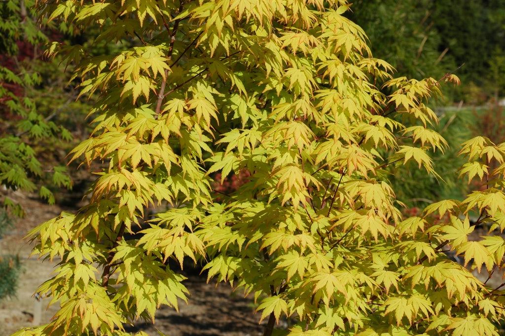 Buy Acer Palmatum Orange Dream Japanese Maple Mr Maple │ Buy 