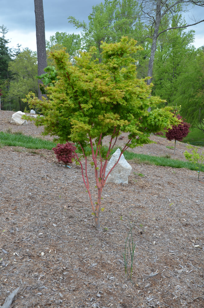 Buy Acer palmatum 'Sango kaku' Coral Bark Japanese Maple – Mr Maple