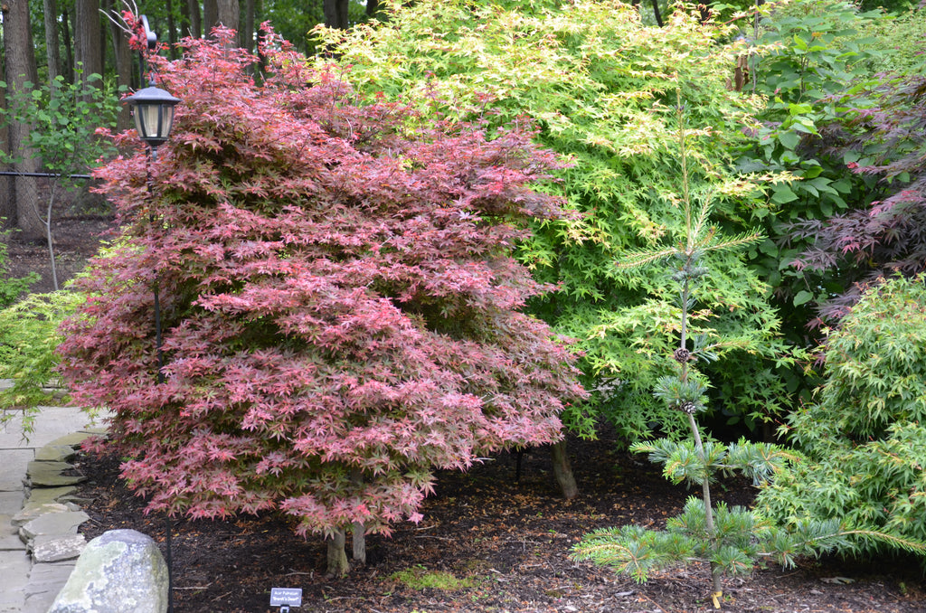 japanese red maple height