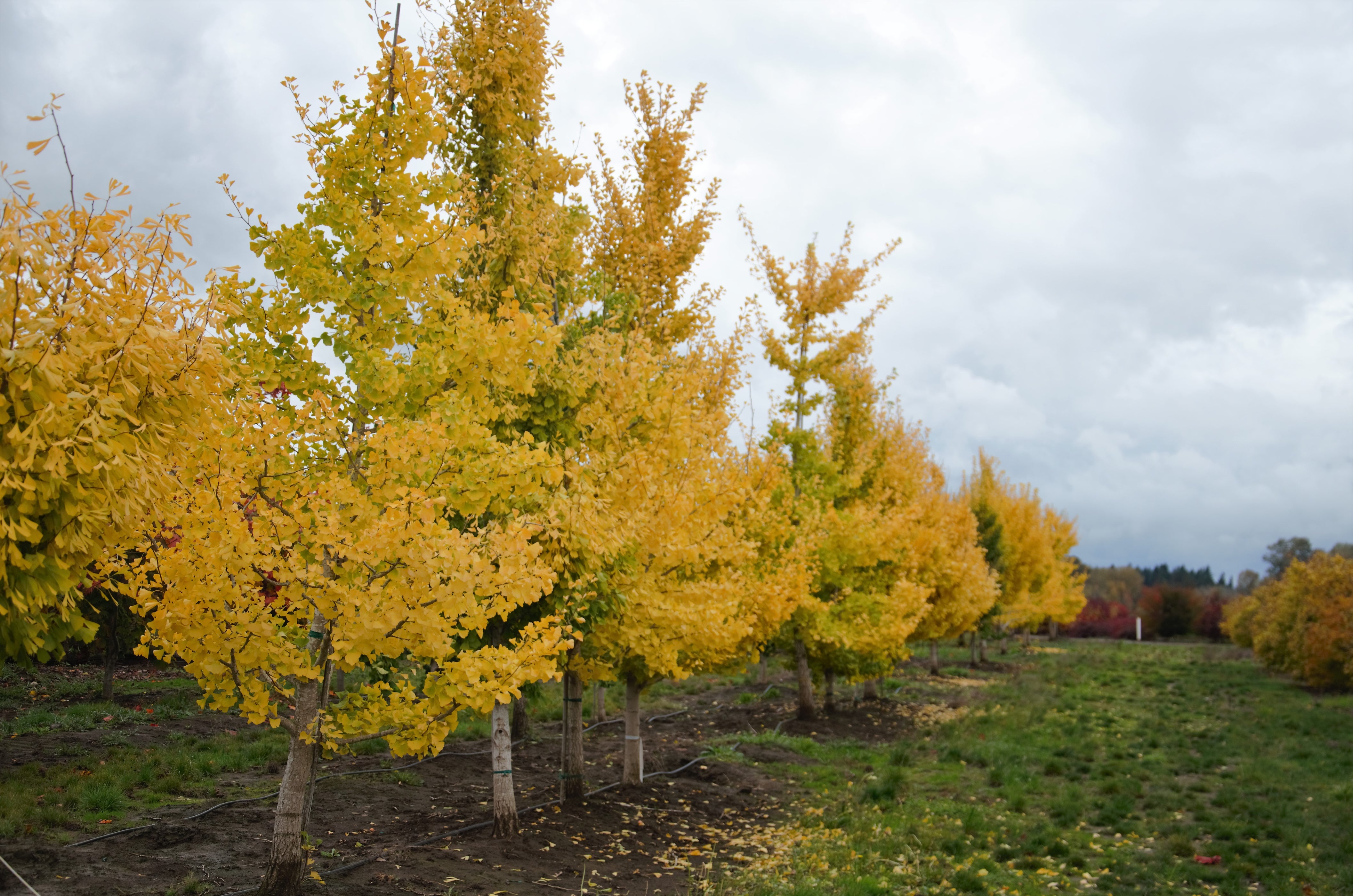 Buy Ginkgo biloba 'Autumn Gold' Ginkgo Tree — Mr Maple │ Buy Japanese ...
