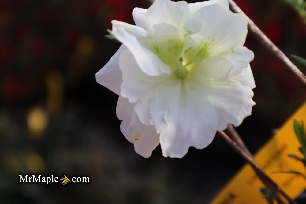 Azalea 'Hardy Gardenia' Double White Flowering Azalea — Mr Maple │ Buy  Japanese Maple Trees