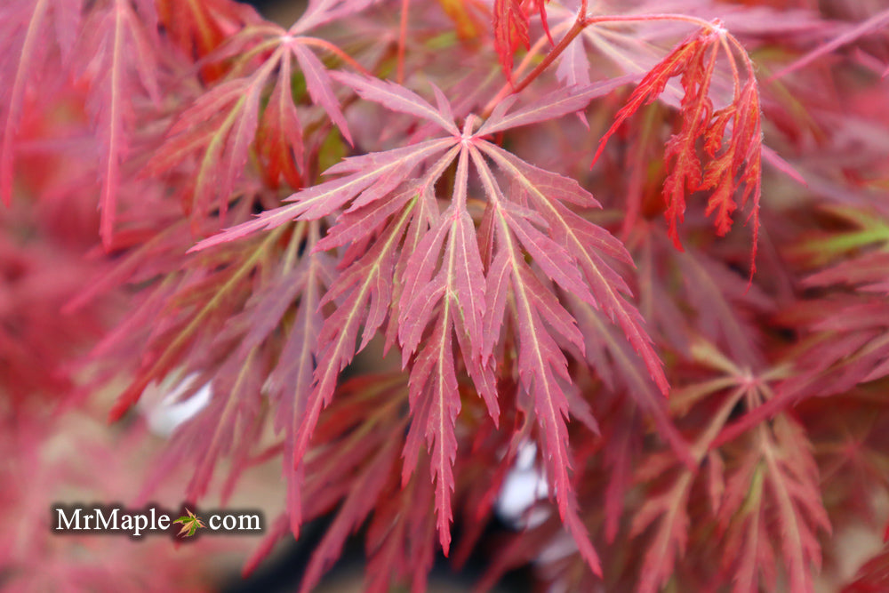 Buy Acer Palmatum Dissectum Orangeola Japanese Maple Mr Maple │ Buy Japanese Maple Trees 