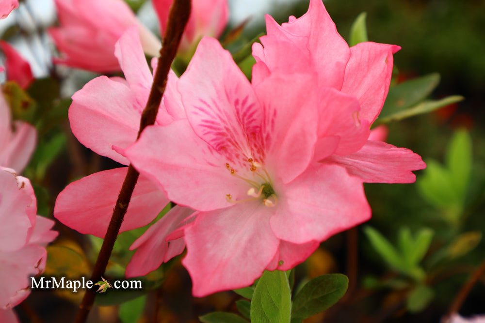 Buy Azalea 'Hampton Beauty' Pink Flowering Pericat Azalea — Mr Maple │ Buy  Japanese Maple Trees