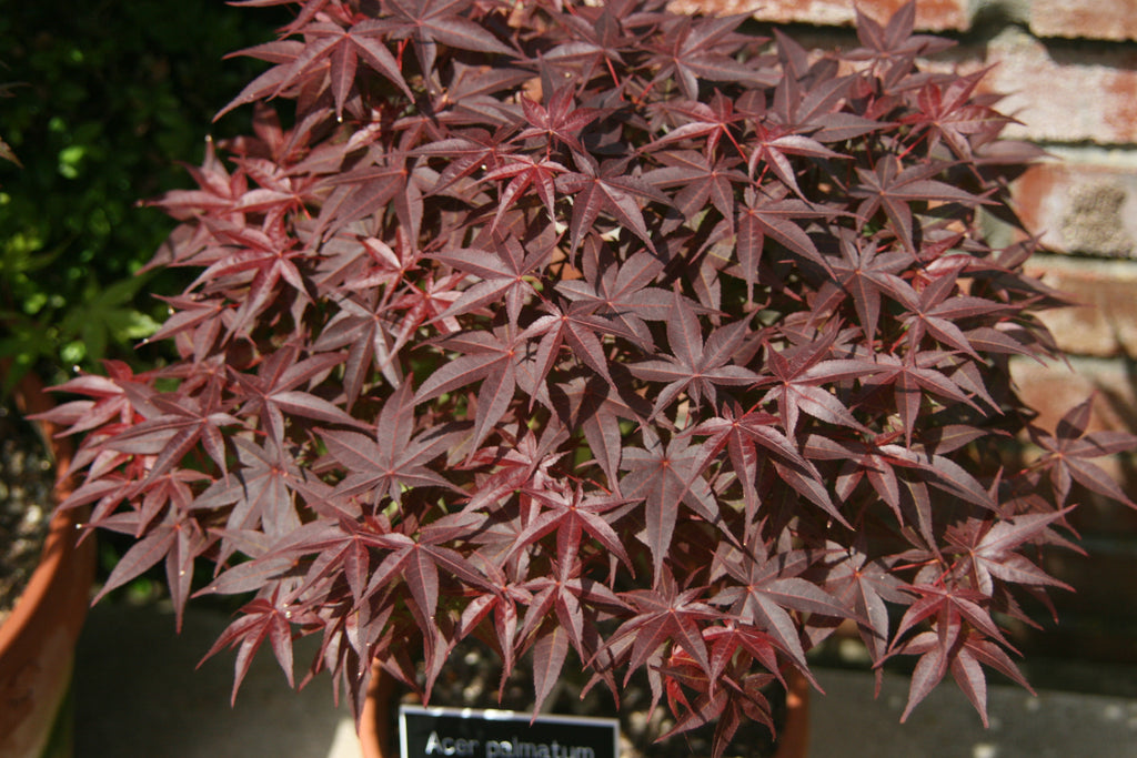 picture of blood red japanese maple