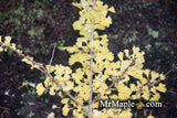 Ginkgo biloba 'Folkert's Select' Male Small Leaf Ginkgo Tree