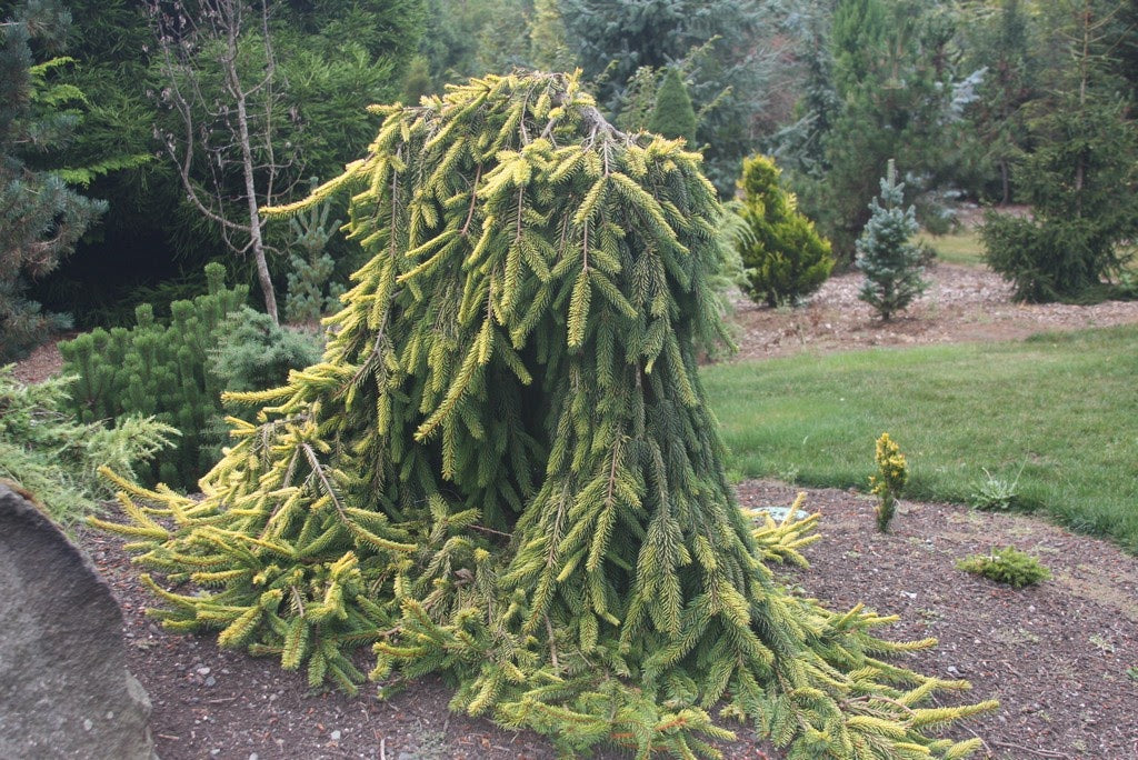 Picea Abies Gold Drift Weeping Golden Norway Spruce Mr Maple │ Buy 