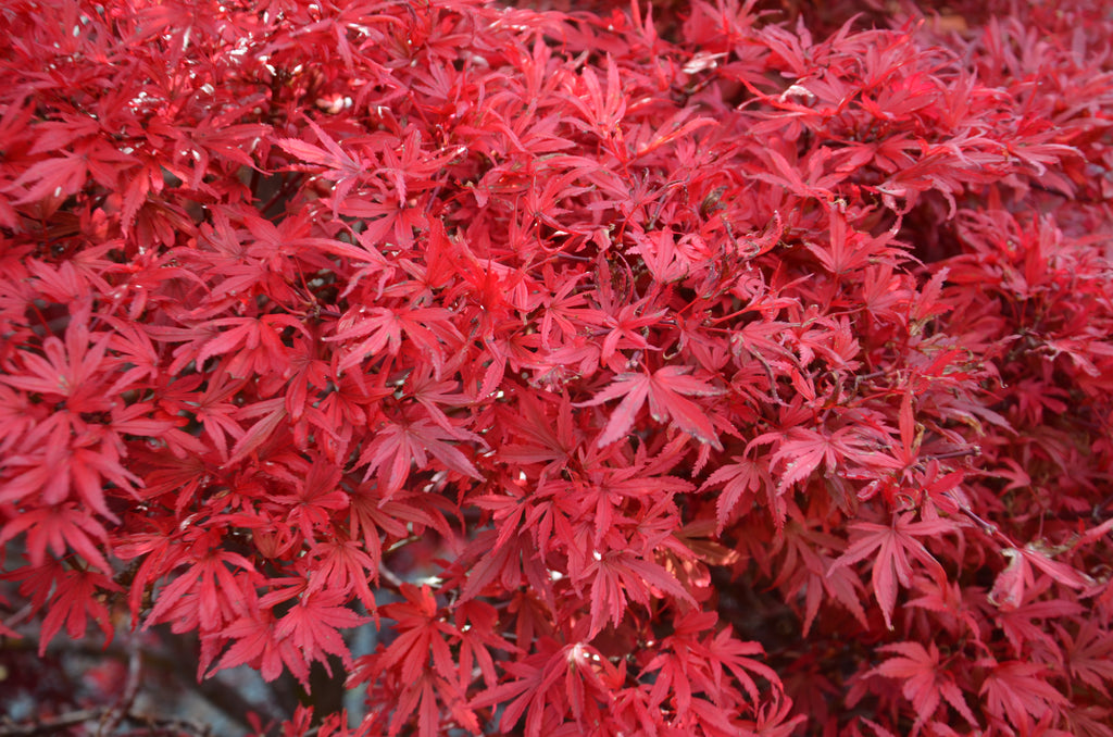 Buy Acer Palmatum Shaina Dwarf Red Japanese Maple Tree Mr Maple 