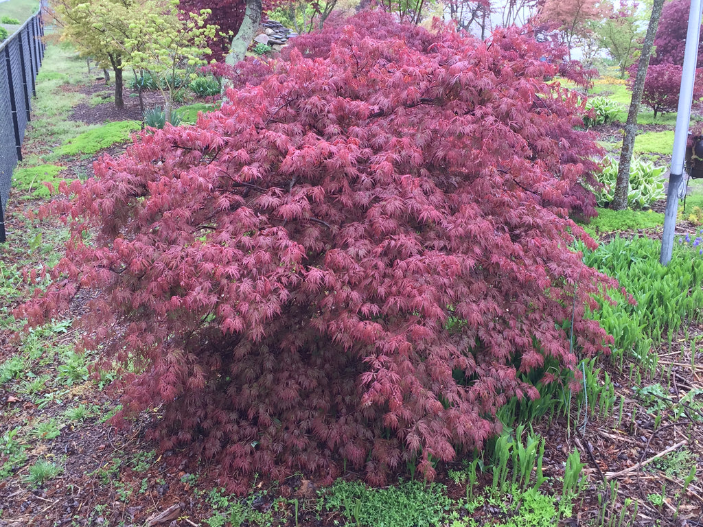 Buy Acer Palmatum Dissectum Orangeola Japanese Maple Mr Maple │ Buy 