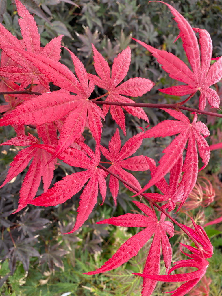 Buy Acer palmatum Bloodgood Red Japanese Maple Tree – Mr Maple │ Buy