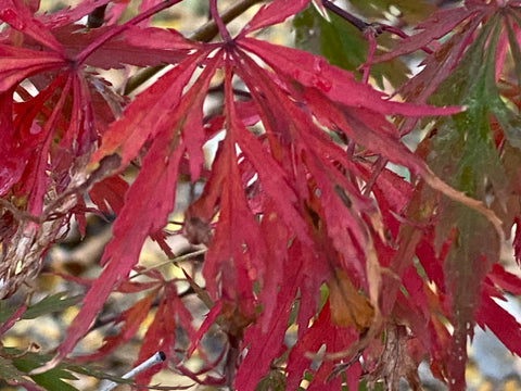 autumn fire weeping japanese maple
