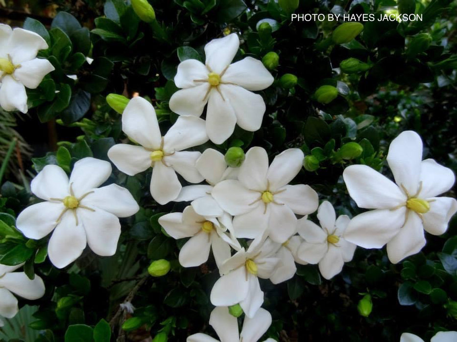 Gardenia jasminoides 'Daisy' Fragrant Cape Jasmine — Mr Maple │ Buy  Japanese Maple Trees