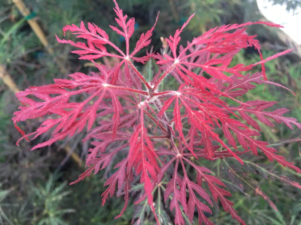 weeping japanese maple
