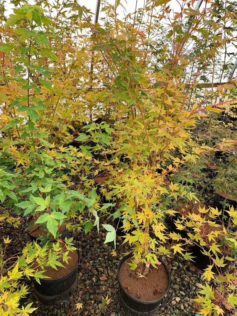 coral bark maple winter