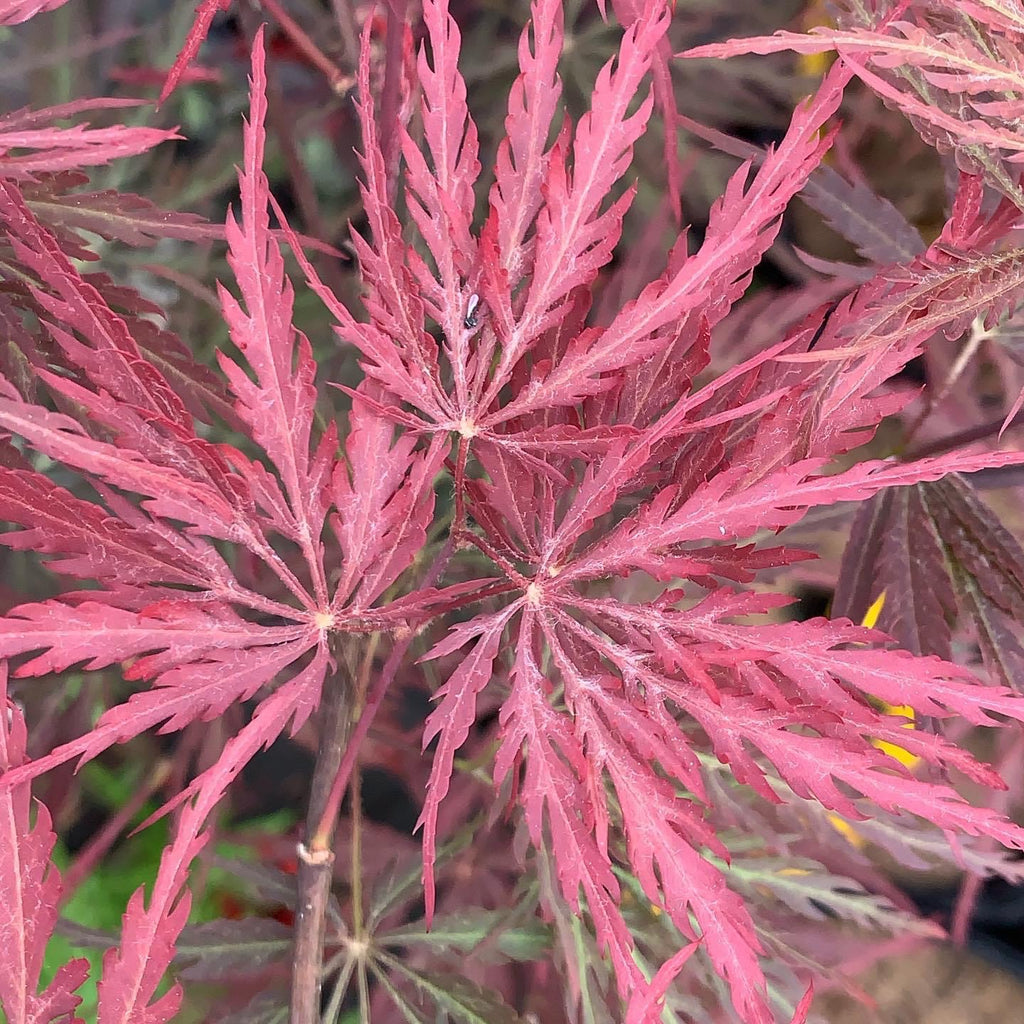 bright red japanese maple