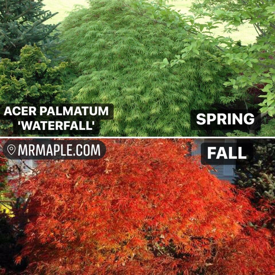 waterfall japanese maple care