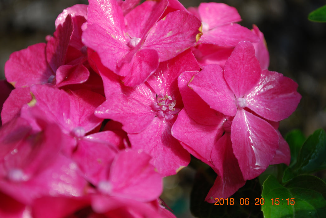Hydrangea macrophylla 'Pia’ Dwarf Hydrangea