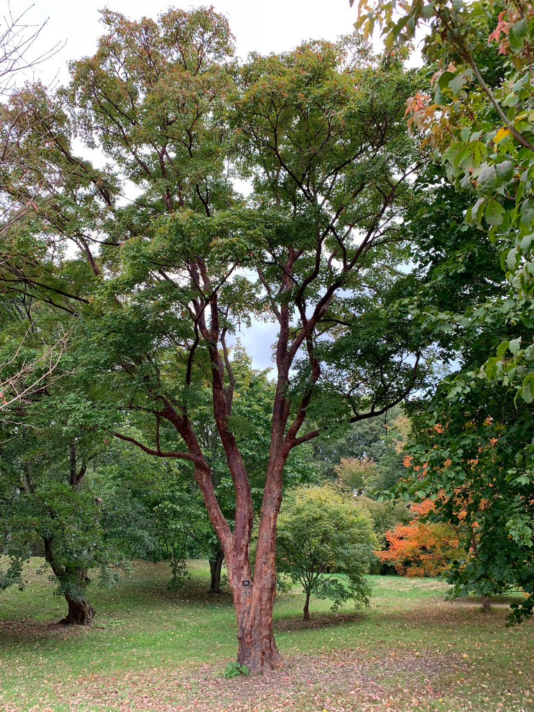 paperbark maple bark