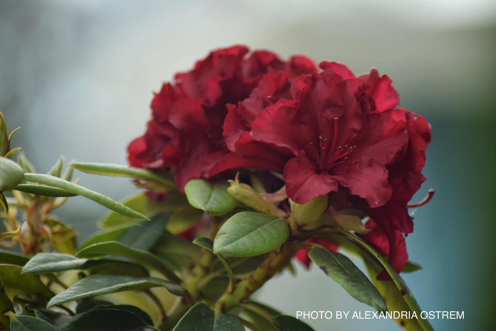 Buy Rhododendron 'Firestorm' Deep Red Blooms — Mr Maple │ Buy Japanese ...