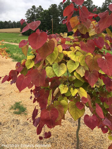 Buy Cercis Canadensis Nc2016 2 Flame Thrower Redbud Tree Mr Maple Buy Japanese Maple Trees