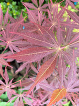 Acer shirasawanum 'Royalty' Red Full Moon Japanese Maple Nav Image 13