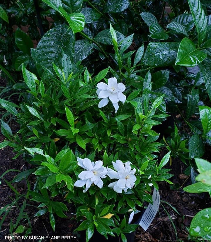 Gardenia jasminoides 'Frostproof' Fragrant Cape Jasmine — Mr Maple │ Buy  Japanese Maple Trees