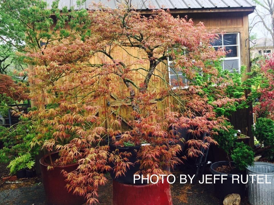 Buy Acer Palmatum Jeddeloh Orange Weeping Japanese Maple Mr Maple 