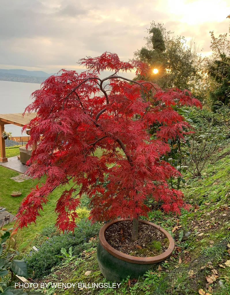 Buy Acer Palmatum Dissectum Orangeola Japanese Maple Mr Maple │ Buy 