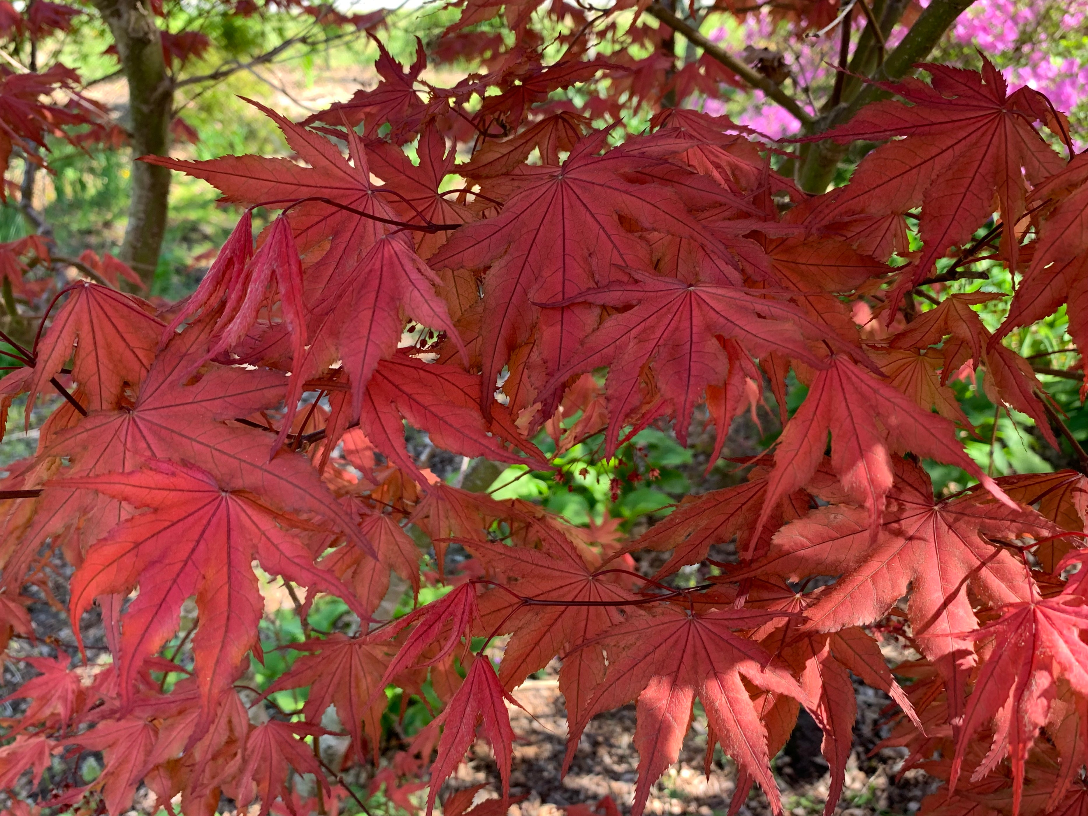 purple ghost japanese maple tree