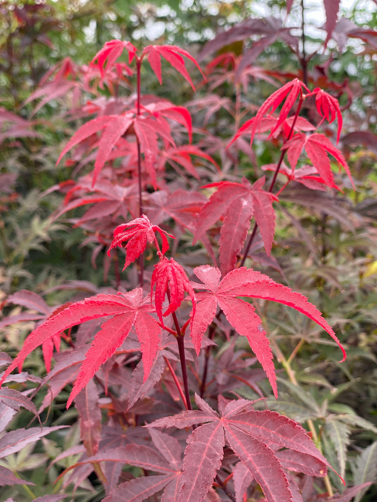 japanese red maple emperor 1