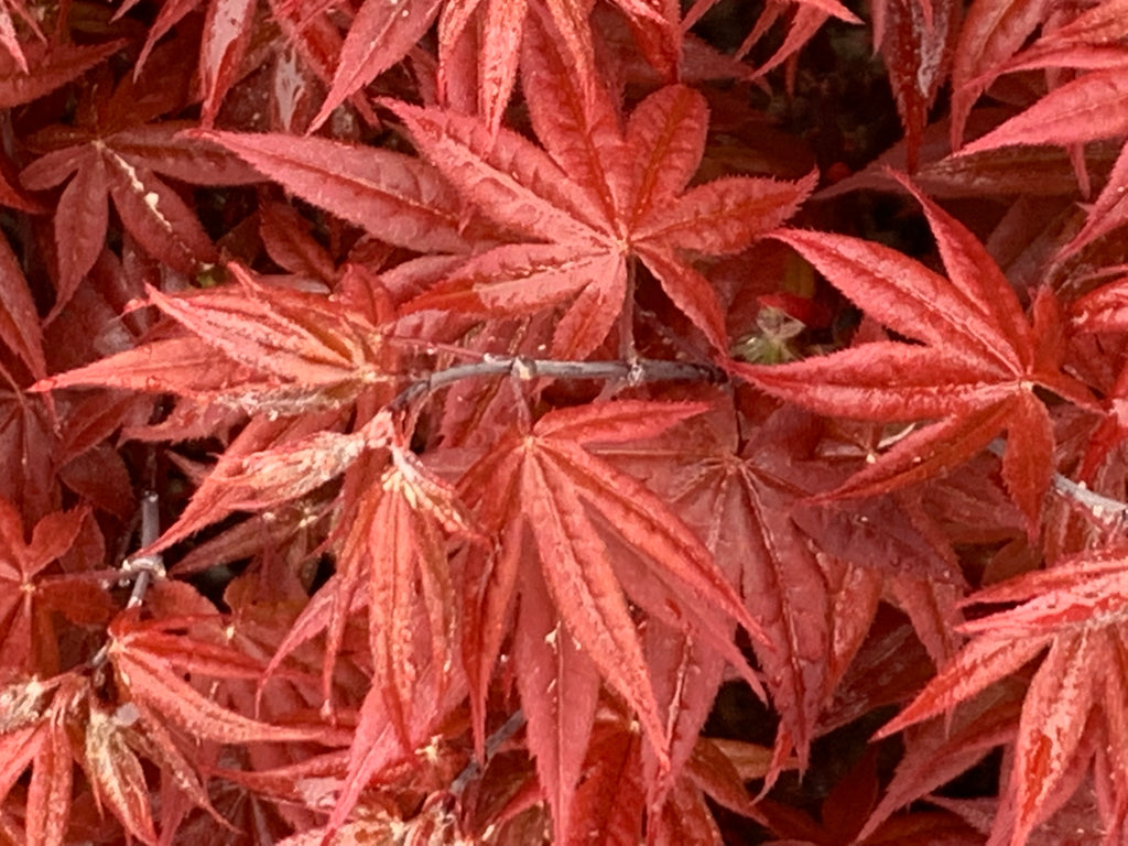 picture of blood red japanese maple