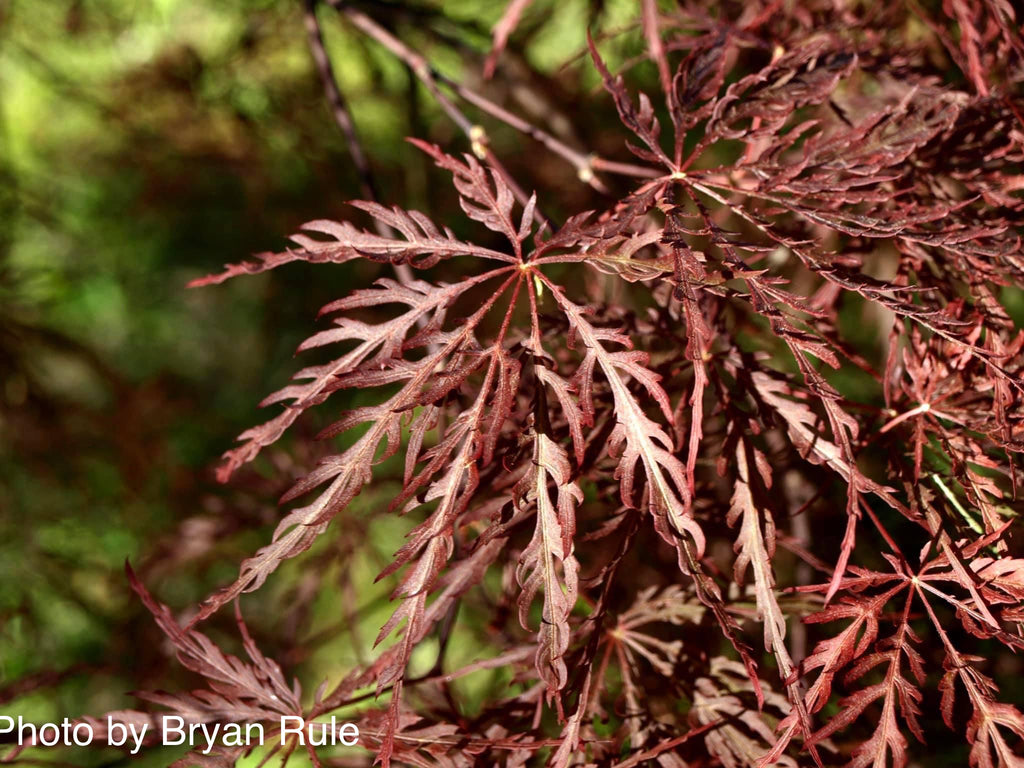 Buy Acer palmatum 'Ever Red' Weeping Red Japanese Maple – Mr Maple ...