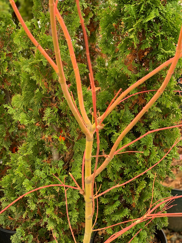 coral bark maple winter