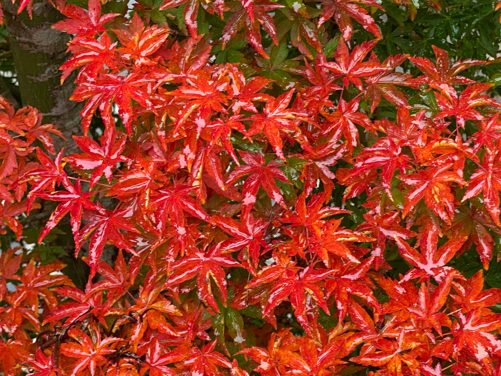 Buy Acer palmatum 'Shishigashira' Lion's Head Japanese Maple – Mr Maple ...