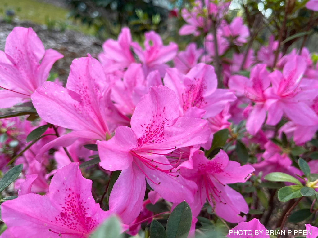 Buy Azaleas and Rhododendron — Mr Maple │ Buy Japanese Maple Trees
