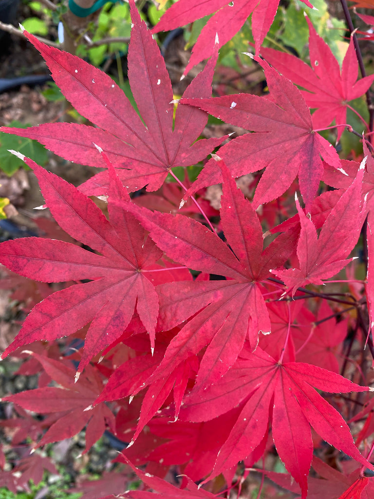 Buy Acer Palmatum Emperor 1 Red Japanese Maple Mr Maple │ Buy Japanese Maple Trees 