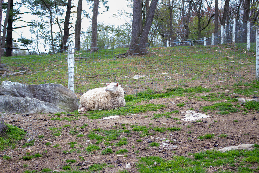 Sheep in meadow