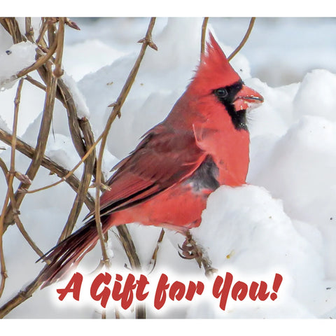 Cardinal in snow