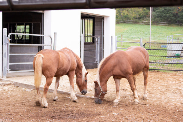 horses grazing in a barnyard