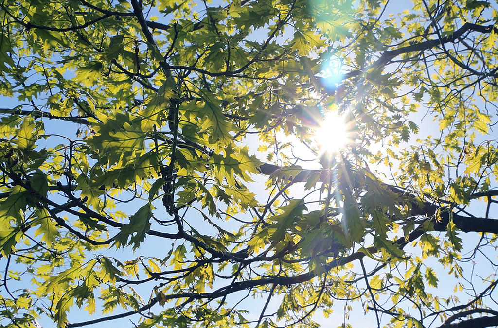 Sun Shining Through Trees