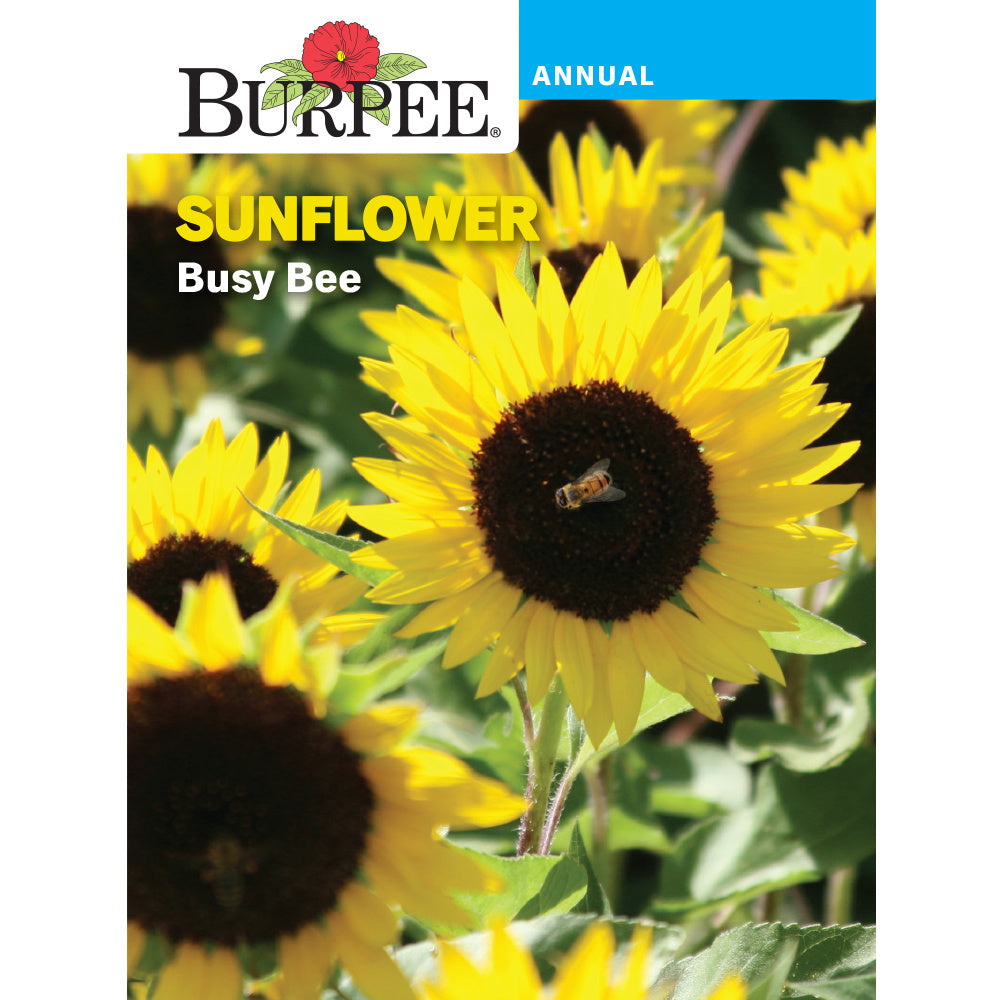 Download Burpee Busy Bee Sunflower Seed Pack 30154 Good S Store Online