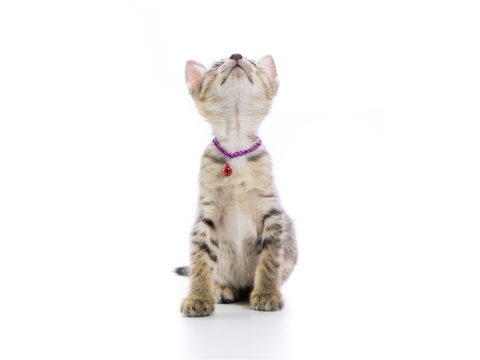 Image showcasing a kitten with a collar.