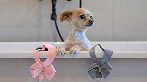 Puppy in the bathtub