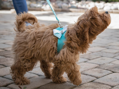 Image presenting a popular style of a blue harness strapped around the dog's chest.