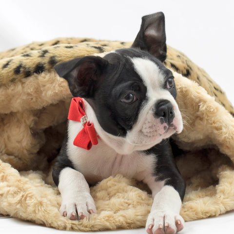 Image of a dog wearing a premium red bow collar that is safer than choke collars.