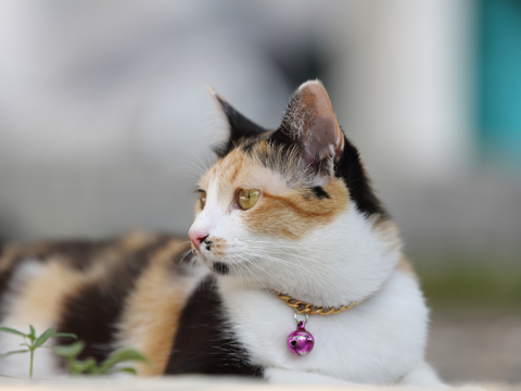 Image of an adult cat with a collar.